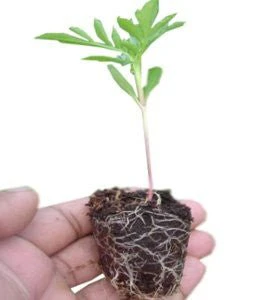 Miniatyrbild 2